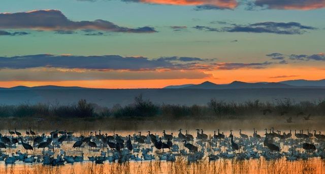 Snow geese and sandhill cranes flock in the Bosque del Apache National Wildlife Refuge near Socorro, New Mexico, U.S.A.