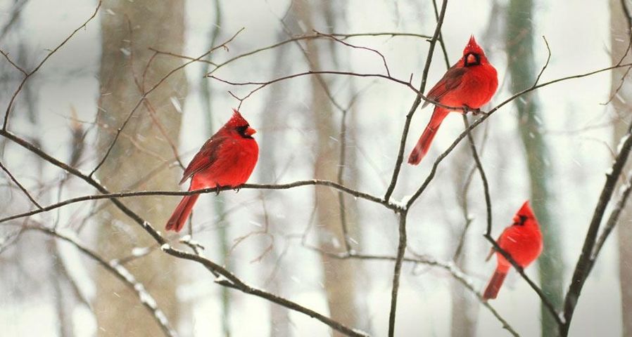Male northern cardinals in the snow