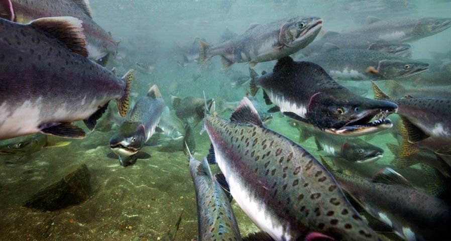 Underwater view of spawning salmon in Katmai National Park, Alaska, USA