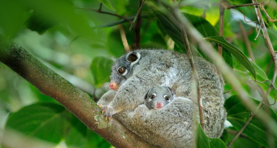 Female green ringtail possum with a joey in her pouch, Queensland, Australia