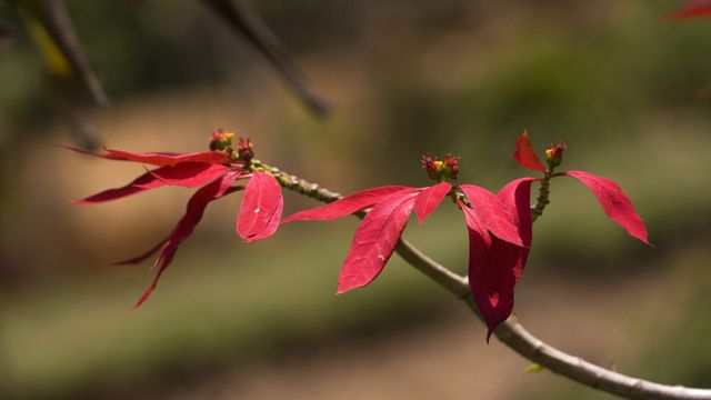Poinsettia or Christmas flower