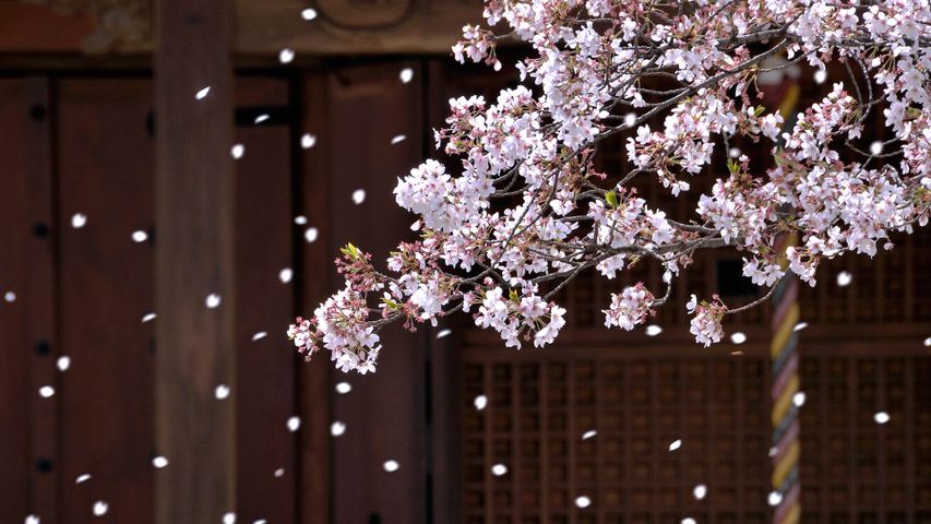 ｢寺院と桜吹雪｣大阪, 堺市 