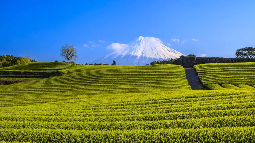 ｢茶畑と富士山｣静岡, 富士市 