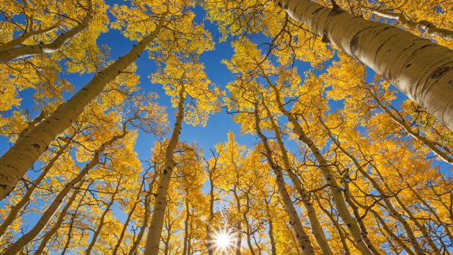 アスペンの紅葉 ラストダラーロード, 米国 コロラド州