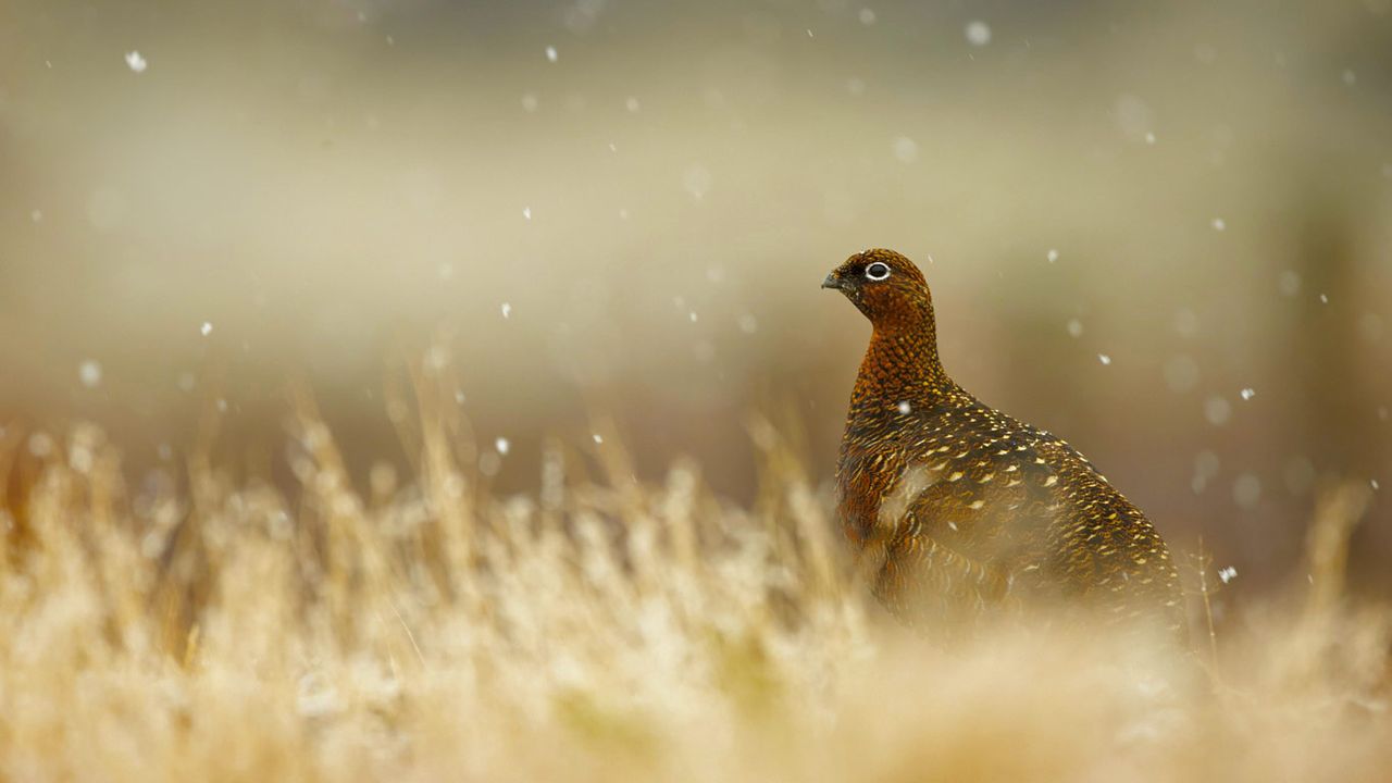 Red grouse in the Scottish Highlands 