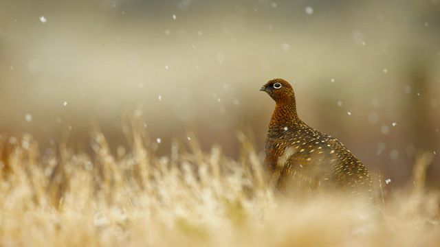 Red grouse in the Scottish Highlands
