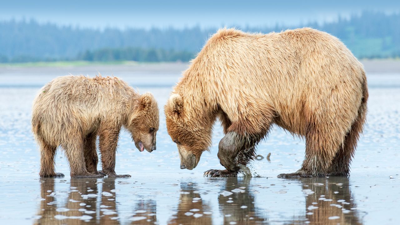 Brown bear mother and cub, Lake Clark National Park and Preserve, Alaska