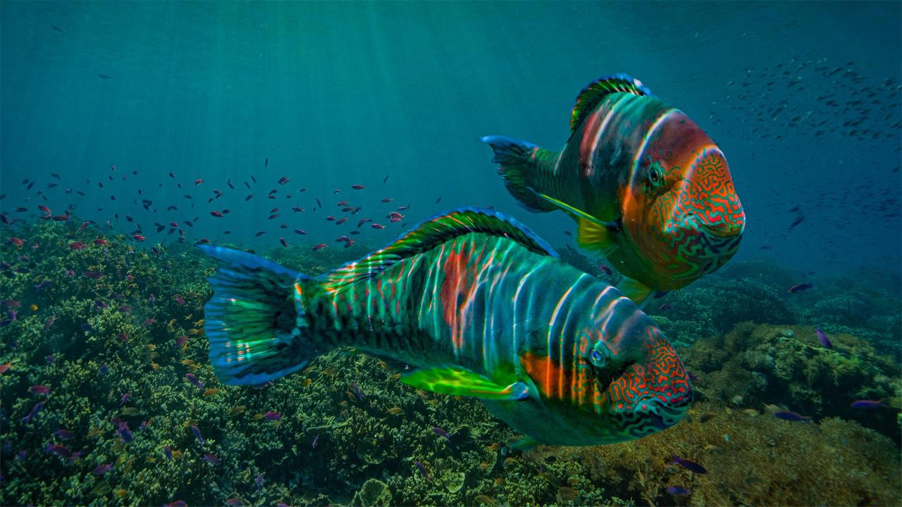 Parrotfish off the coast of Negros Oriental province in the Philippines