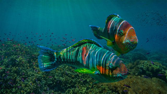 Parrotfish off the coast of the Philippines