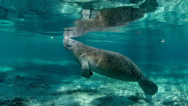 クリスタルリバーのマナティー, 米国 フロリダ州
