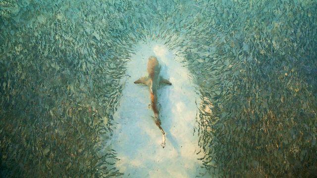 Fish avoid a shark near Heron Island, Australia