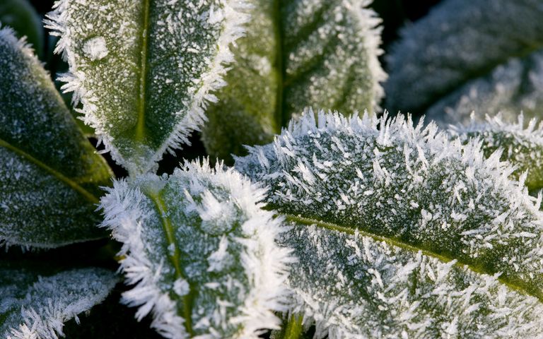 Frosty Art Windows 10 Theme