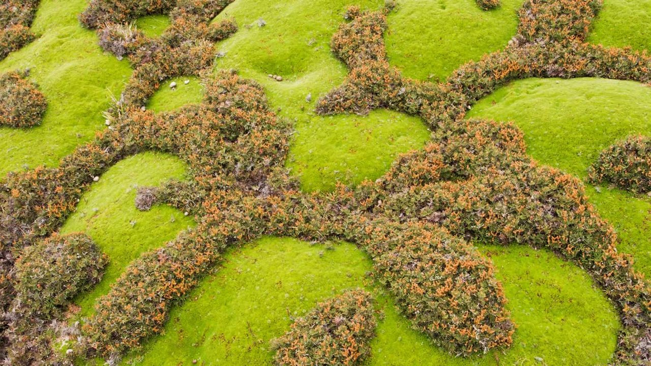 Cushion plants and ferns in Walls of Jerusalem National Park, Tasmania, Australia