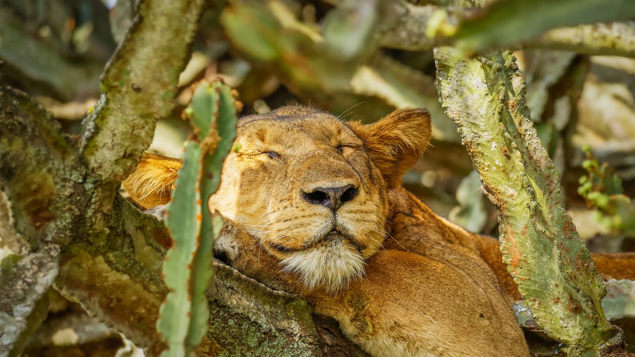 A lion sleeping in Ishasha Sector, Queen Elizabeth National Park, Uganda