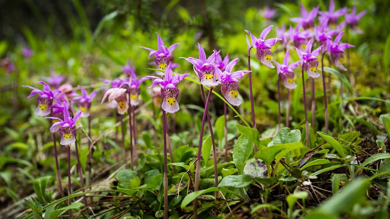 Calypso Orchids, Banff National Park, Alberta 