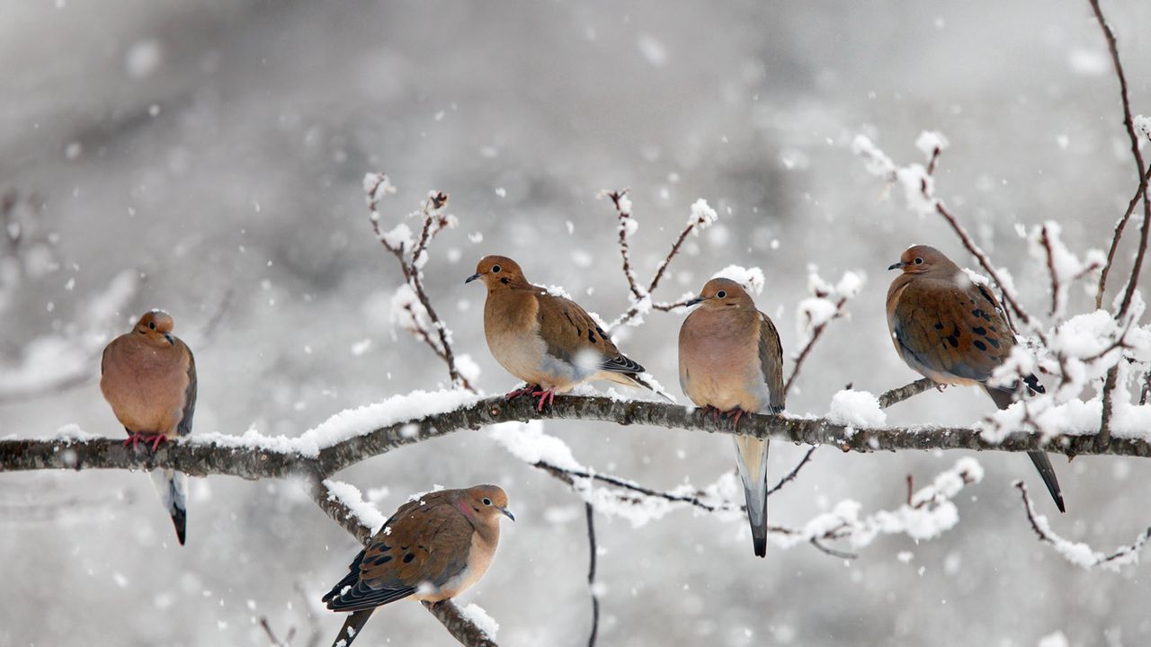 Mourning doves near Bear River, Nova Scotia, Canada