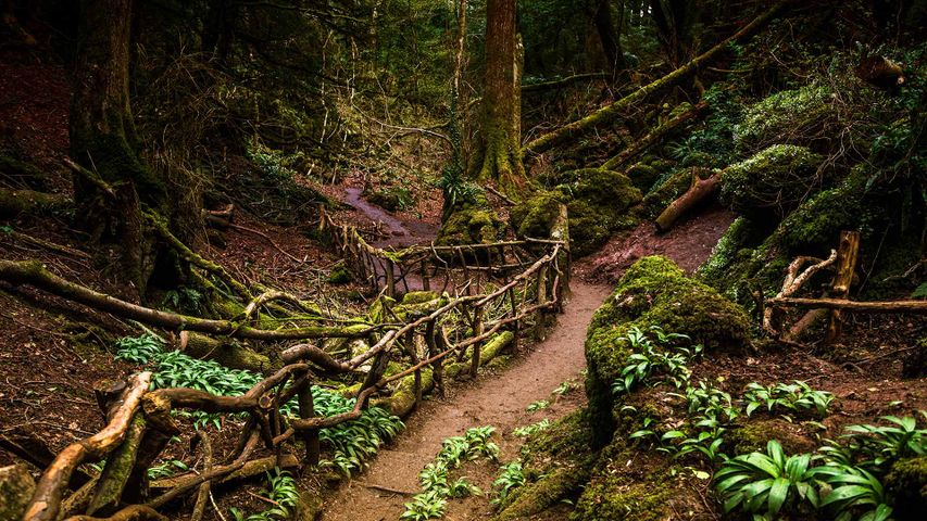 Path through Puzzlewood, Forest of Dean, Gloucestershire