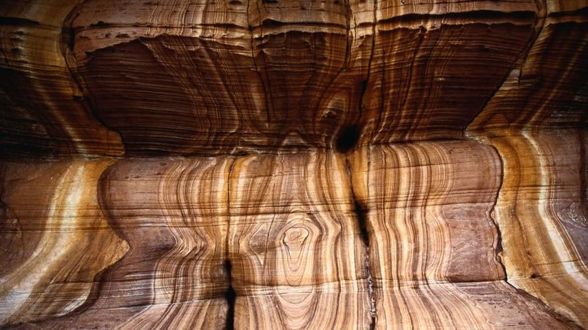 Fossil studded sandstone on Maria Island, Tasmania, Australia
