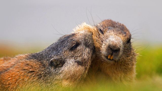 Alpine marmots at Hohe Tauern National Park, Austria