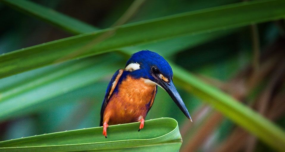Azure Kingfisher in the Yellow Water Wetlands, Kakadu National Park, Northern Territory