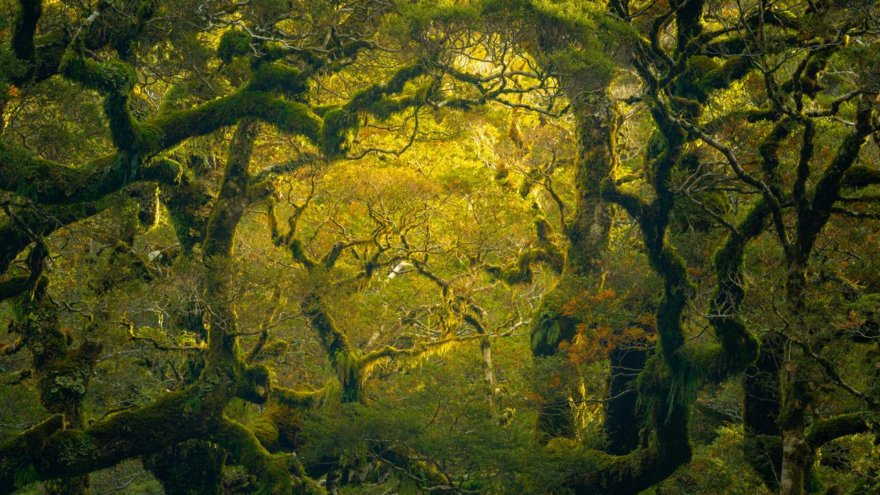 Rainforest hike near Milford Sound/Piopiotahi in New Zealand