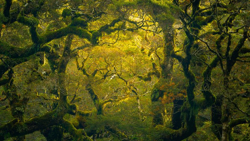 Regenwald in der Nähe des Milford Sound/Piopiotahi, Südinsel, Neuseeland