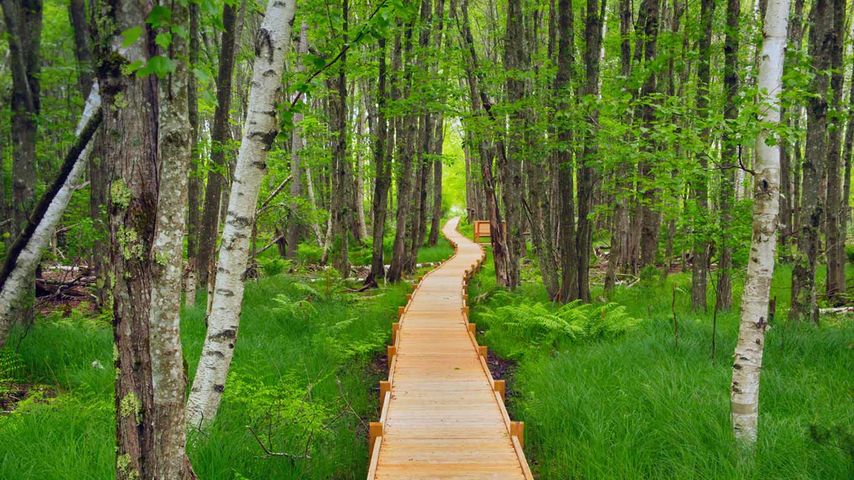 Jesup Path im Acadia-Nationalpark, Maine, USA 