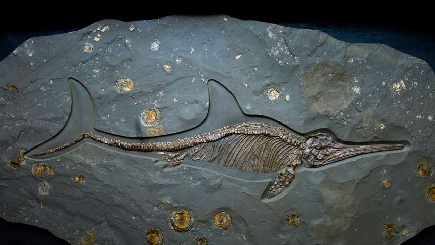 Fossil eines Ichthyosauriers aus der Jurazeit, Dinosaurland Fossil Museum, Lyme Regis, Grafschaft Dorset, England