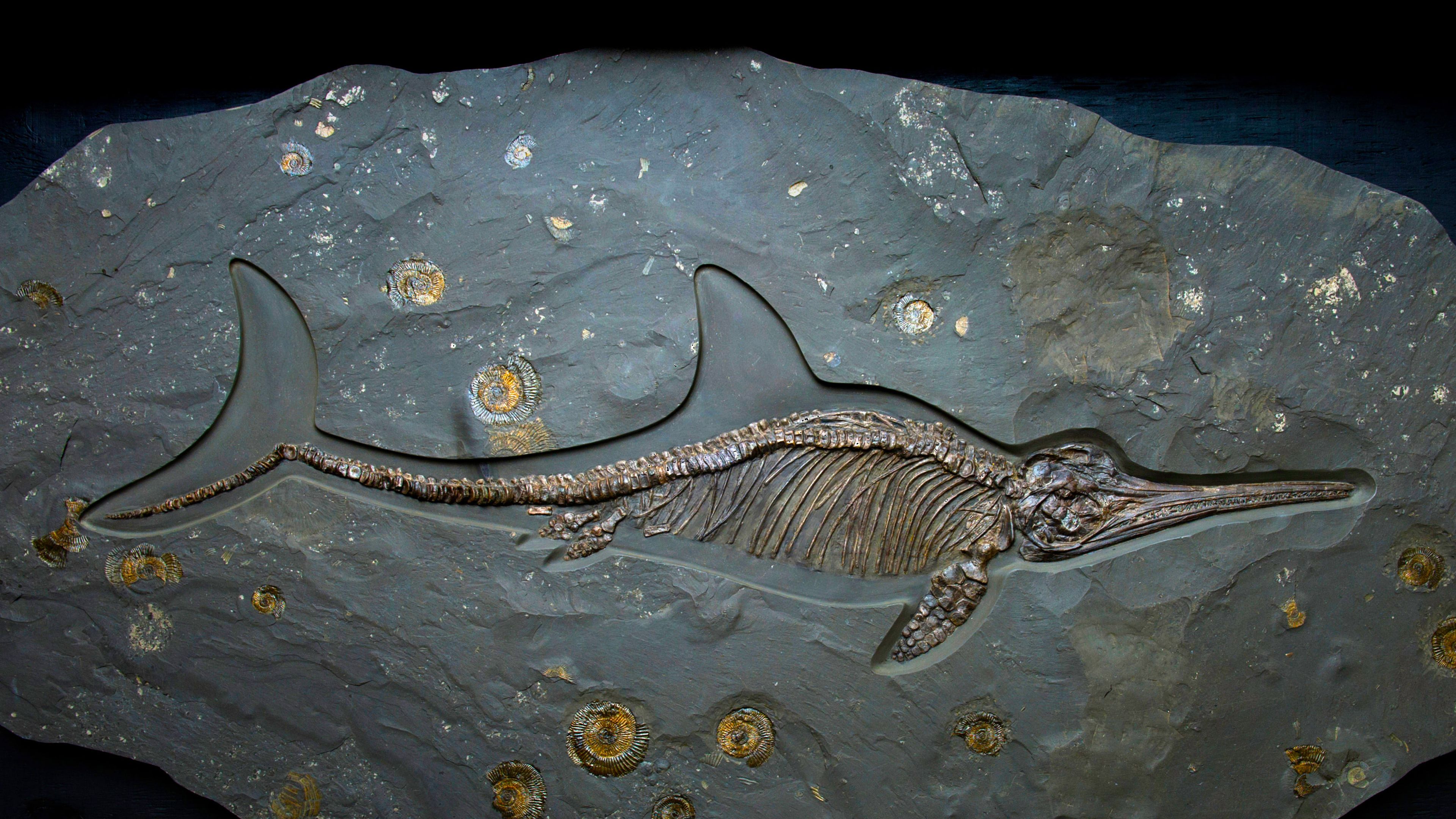 イクチオサウルスの化石｣イギリス，ドーセット - Bing Gallery