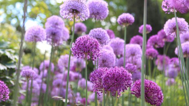 Riesen-Lauch (Allium giganteum), Hamburg
