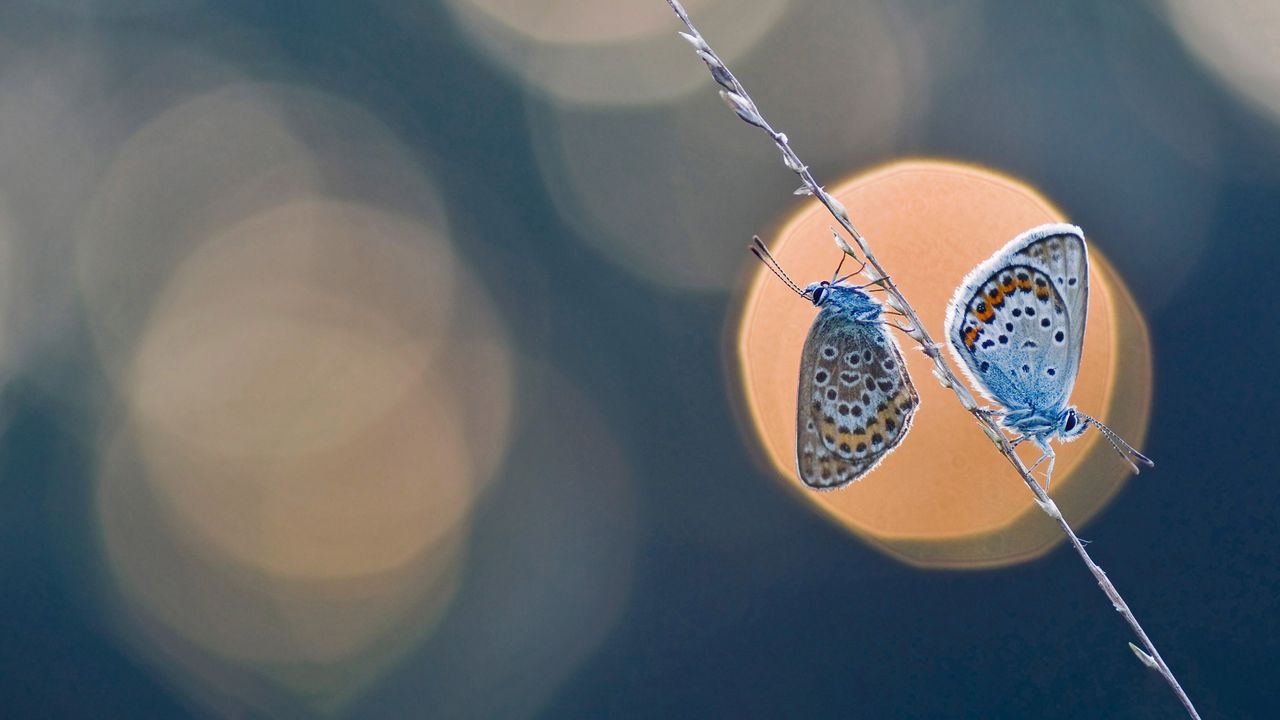 A pair of silver-studded blue butterflies