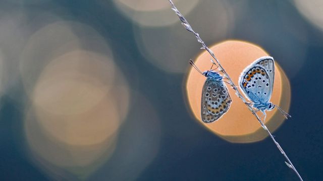 A pair of silver-studded blue butterflies