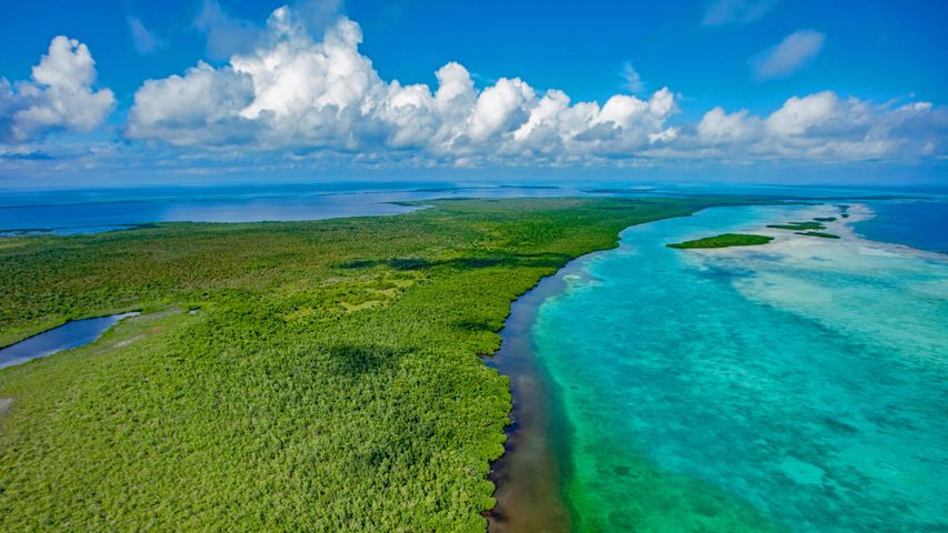 Floresta de mangue no Monumento Natural Buraco Azul, em Belize