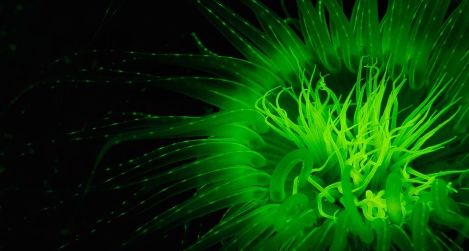 Tube anemone