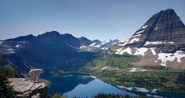 Mountain goat overlooking Hidden Lake and Bearhat Mountain, Glacier National Park, Montana