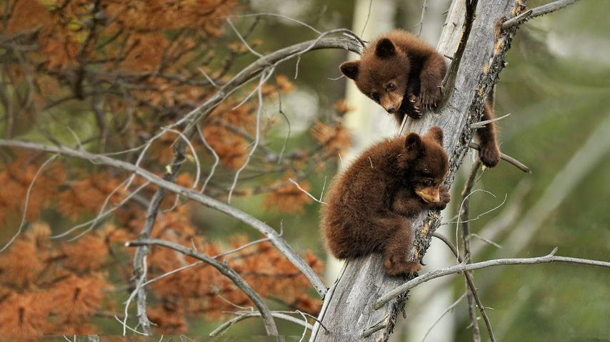 两只在枯树枝上玩耍的美洲黑熊幼仔