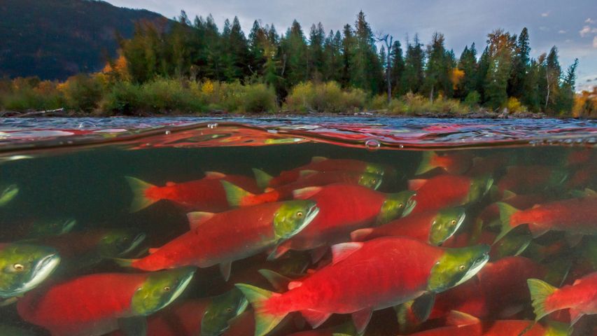 Sockeye salmon spawn in the Adams River in British Columbia, Canada