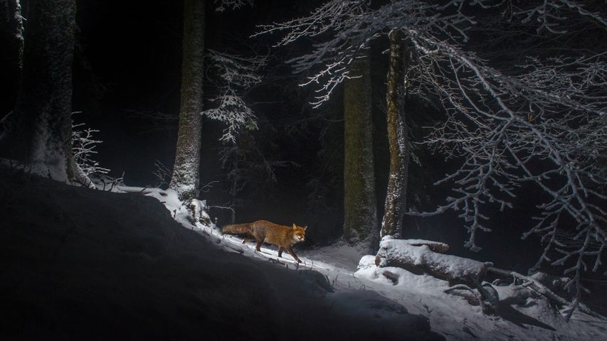 侏罗山脉一侧的一只赤狐，瑞士 