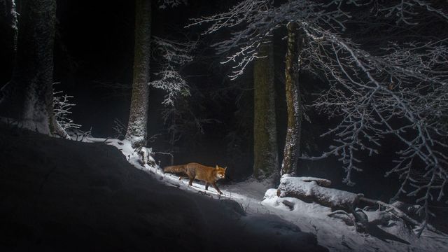 「アカギツネ」スイス, ジュラ山脈