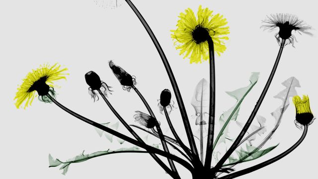 Colored X-ray photo of dandelion flowers