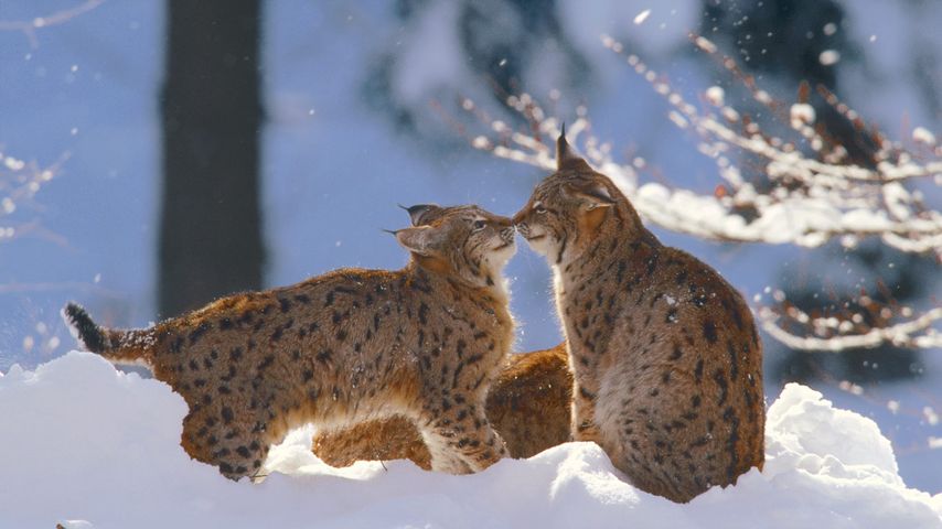 Eurasian lynx in the Bavarian Forest National Park, Germany