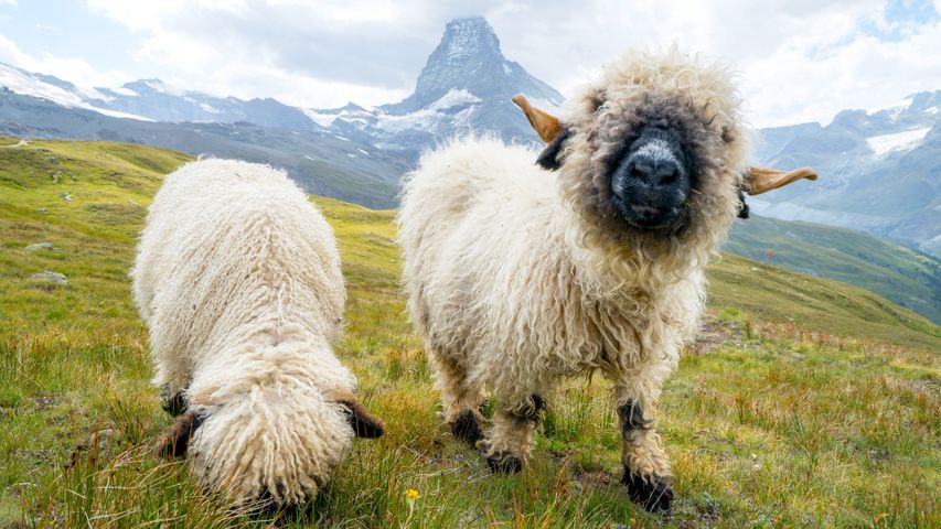 Shaggy sheep story