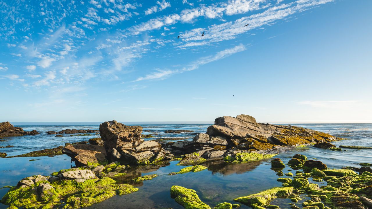 Rocky coastline, green moss, tide pools, Pismo Beach, California