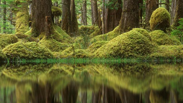 Swamp Forest, Tow Hill Ecological Reserve, B.C.