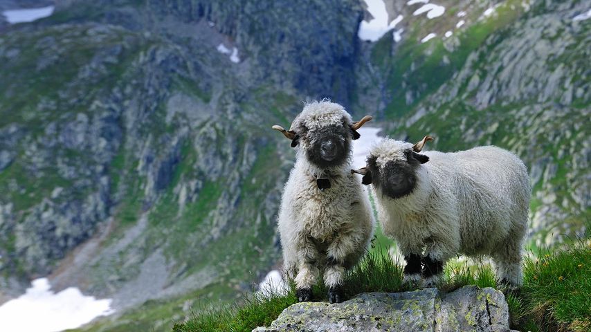瑞士瓦莱州的瓦莱黑鼻羊