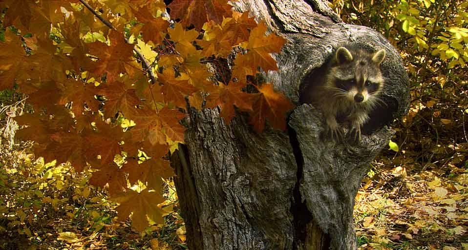 Raccoon building a nest in a Montana forest