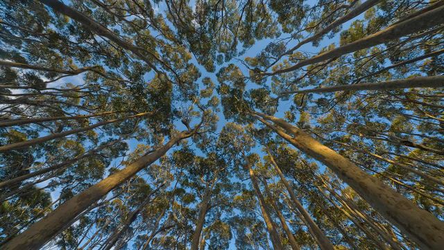 Eucalyptus trees in New South Wales, Australia