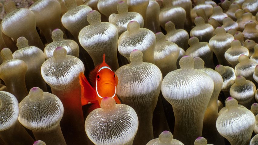 Pesce pagliaccio, Milne Bay, Papua Nuova Guinea