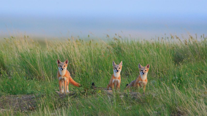 瓦勒玛丽附近草原国家公园中的草原狐幼崽，加拿大萨斯喀彻温省