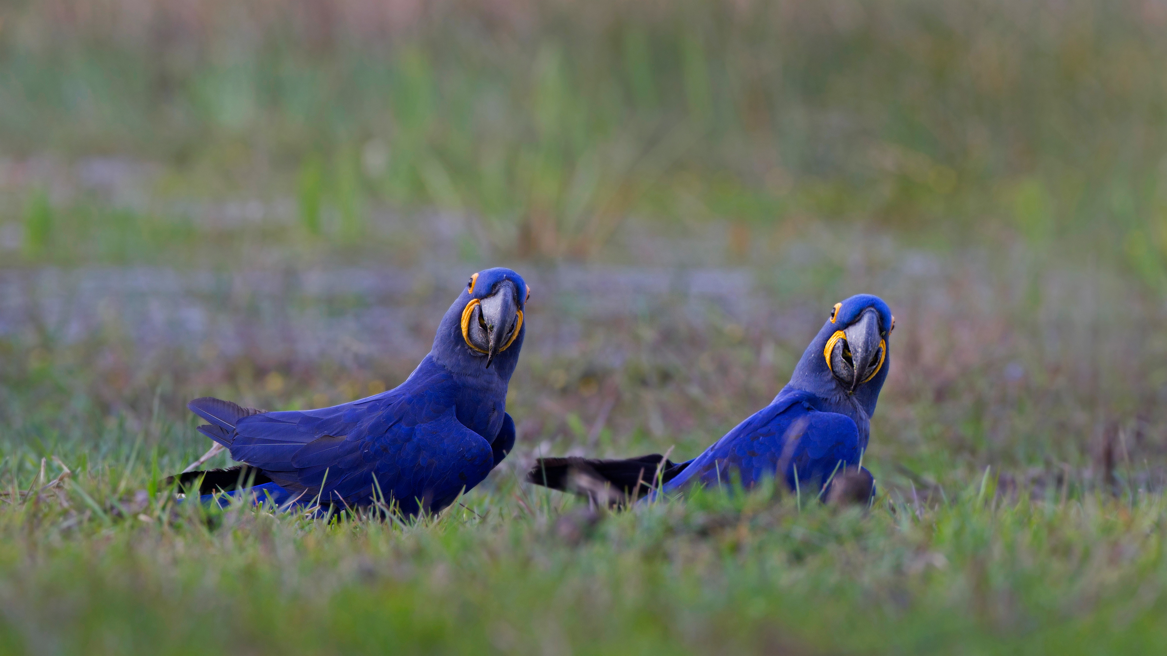 Tee Birds And Parrots - Hyacinth Macaw 💙💙💙 Credit: @rafaelmaffessa  #hyacinthmacaw #macawparrot | Facebook